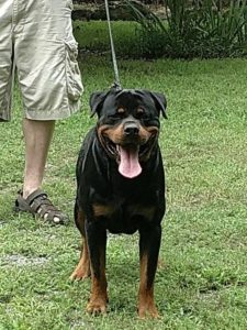 rottweiler puppies von