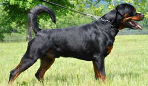 Available Male Rottweilers