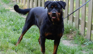 Available Adult Rottweilers