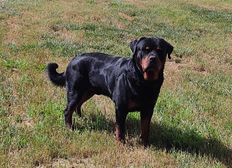 Sire:Bobby Vom Haus Hedl 