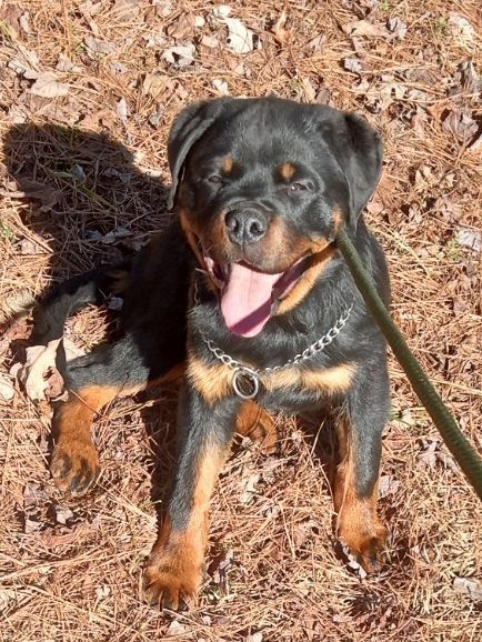 Rottweiler puppy