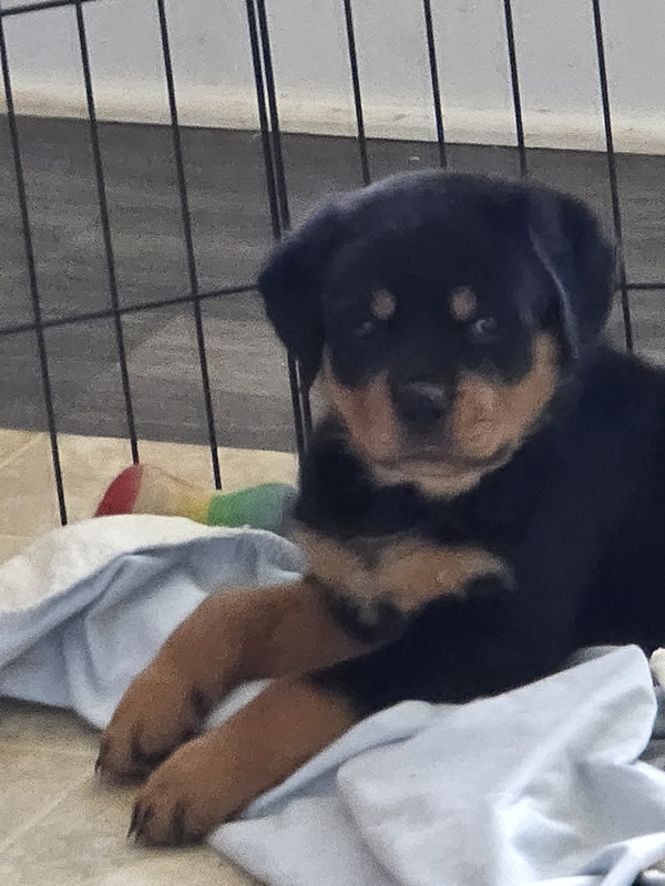 Rottweiler puppy