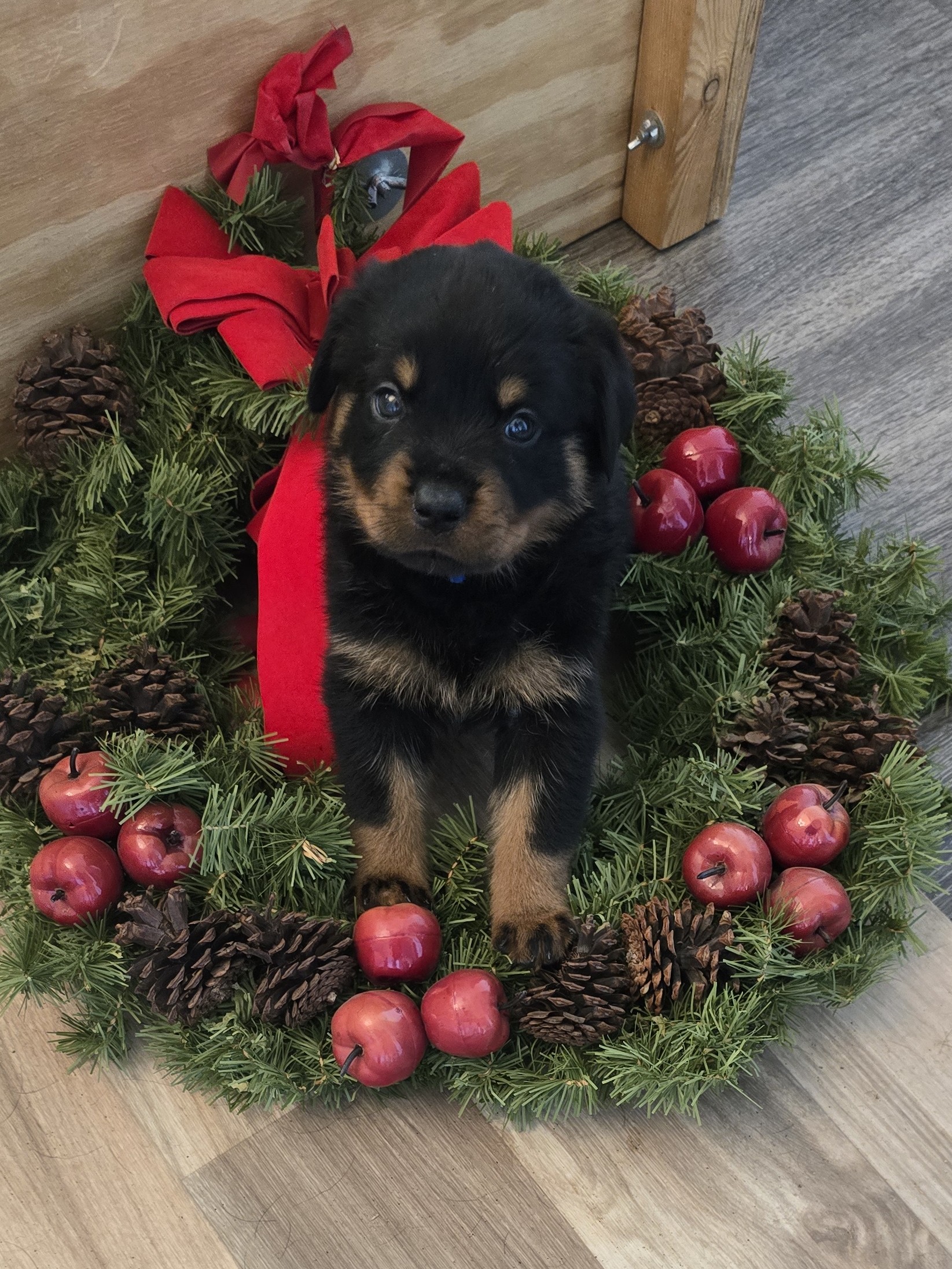 Rottweiler puppy