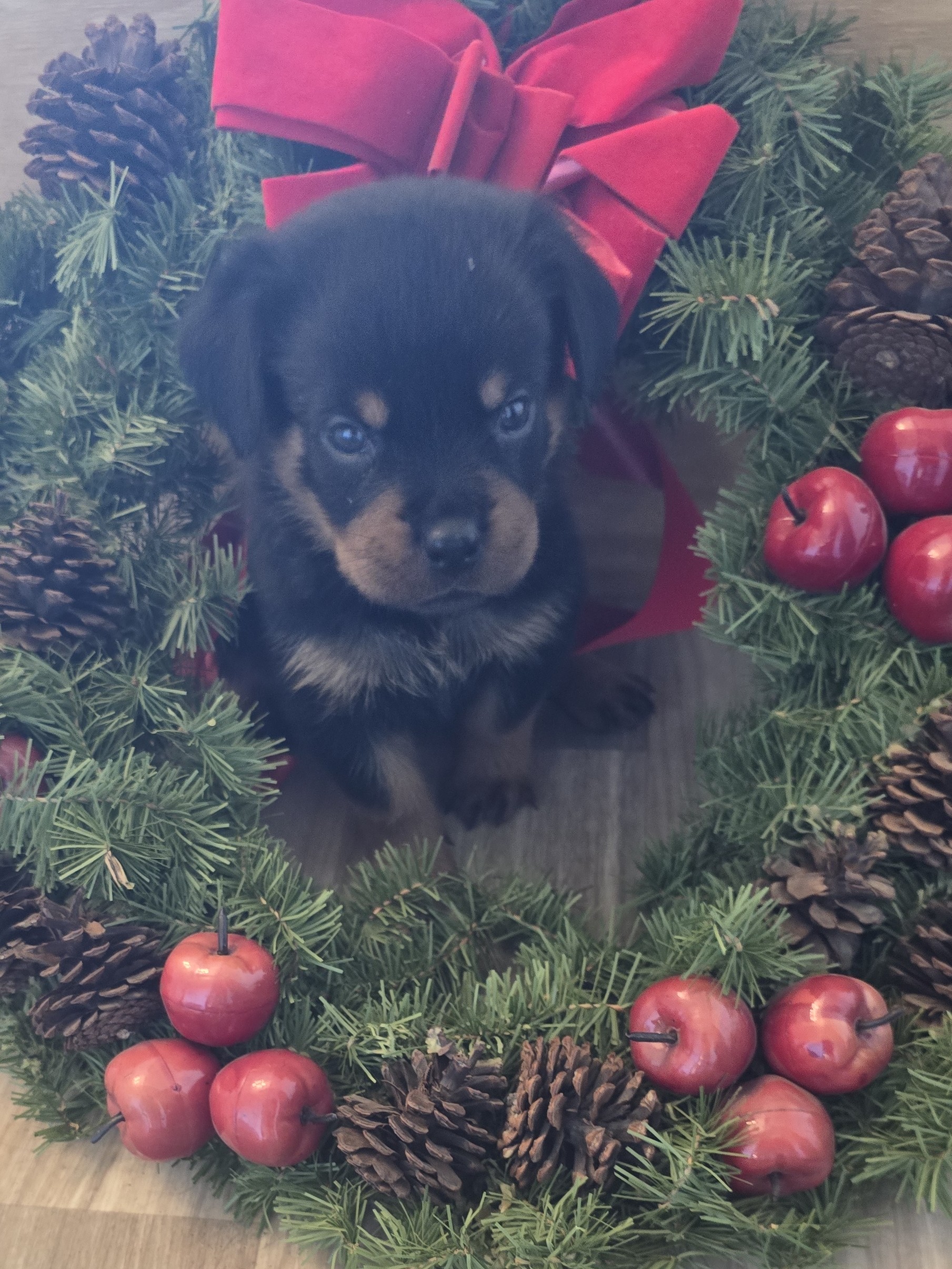 Rottweiler puppy