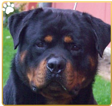 Dog Face