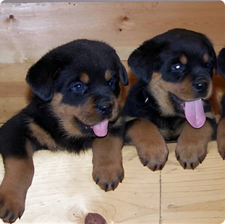 Puppies