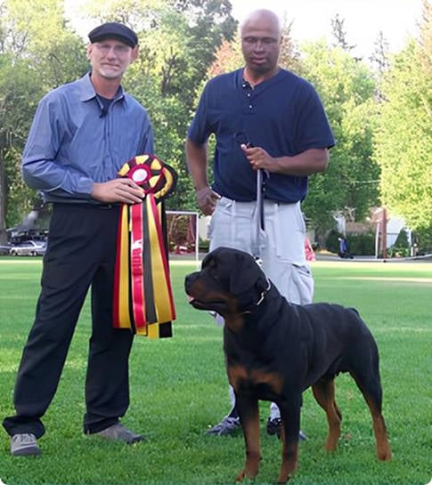 Show Dog A