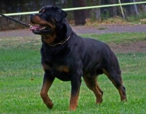 Imgi 6 Minx USRC Wine Country Sieger Show 07 V1