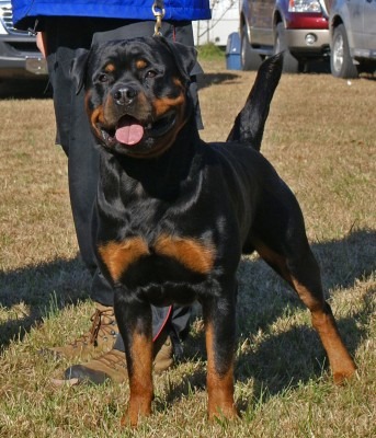 Rommel