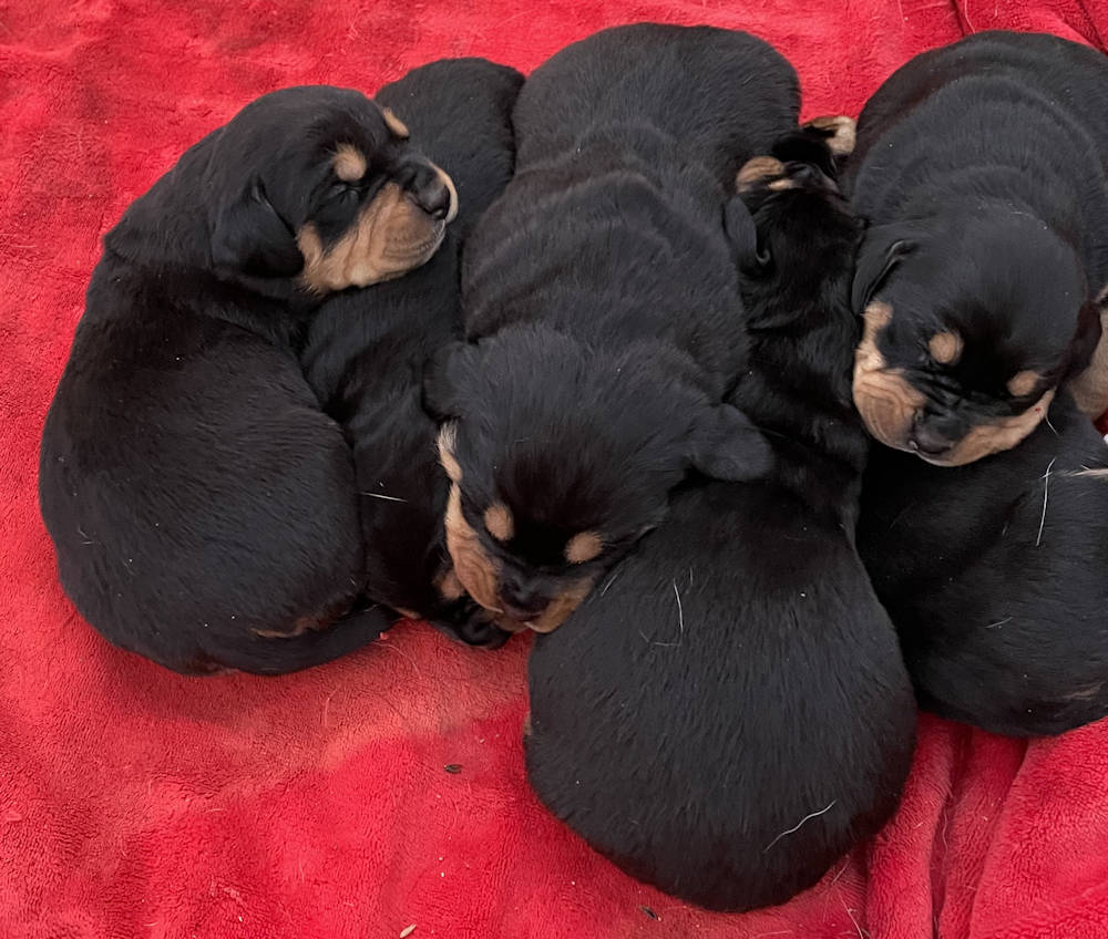 New Born Puppies