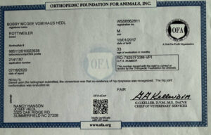 Orthpedic Paperwork