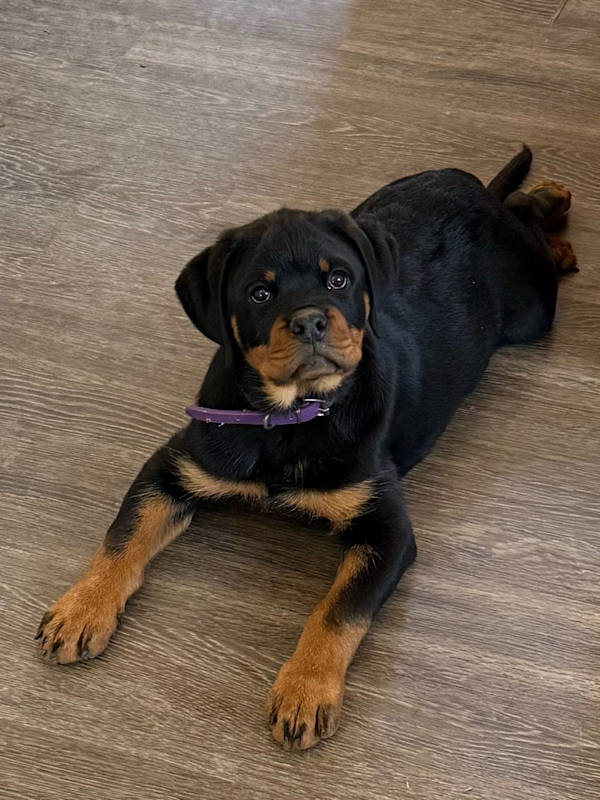 Puppy Luna