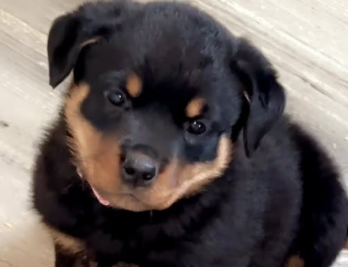 2026 Female Puppy