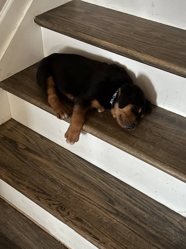 Star 2026 Female Puppy