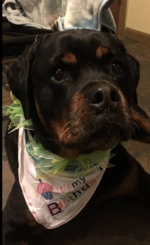 Birthday Dog