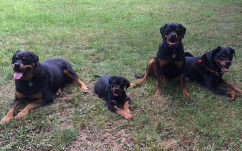 Dog Lineup