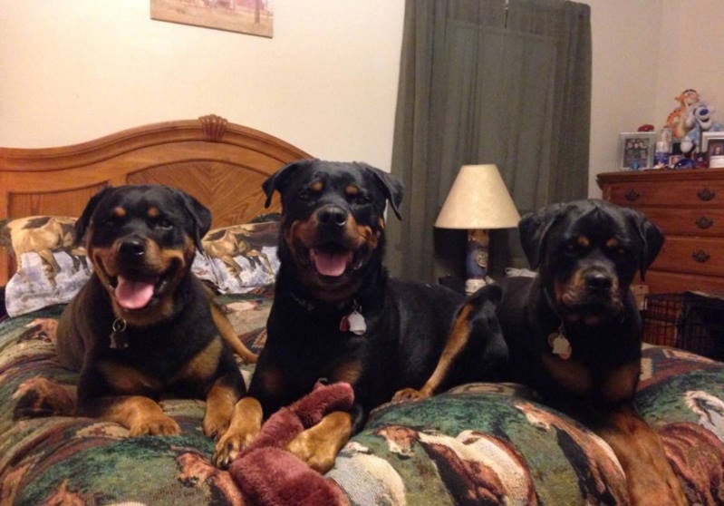 Dog on Bed