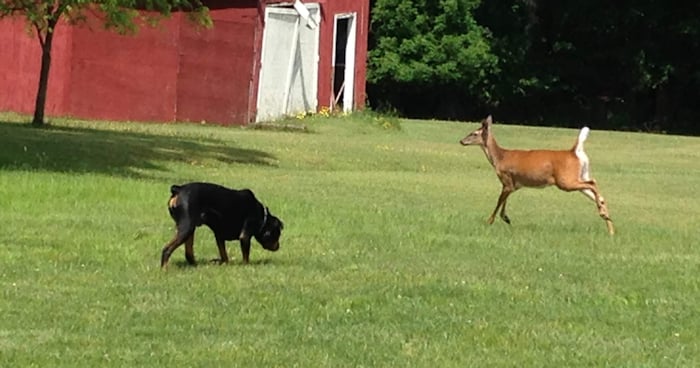 Dog with Deer