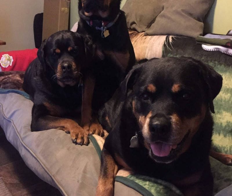 Dogs on Bed