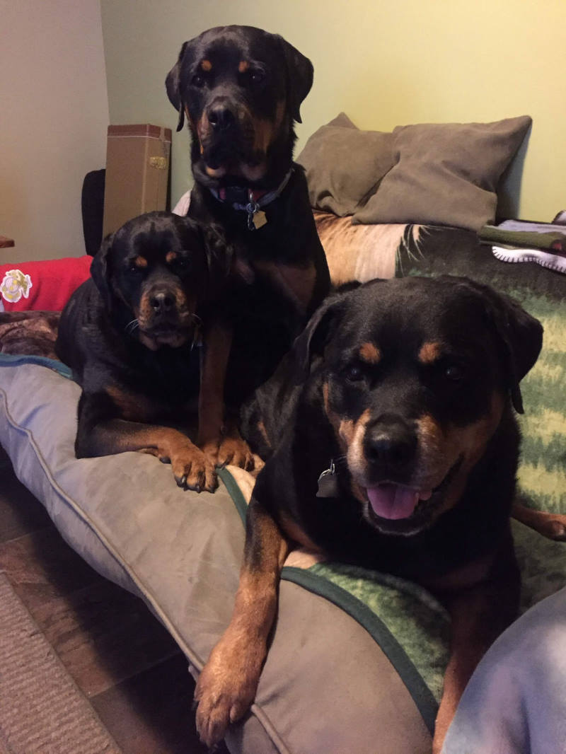 Dogs on Bed