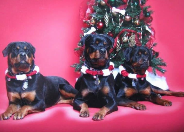 Holiday Dogs