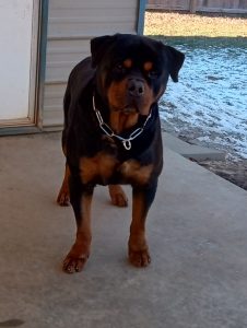Aramis von Der Alten Festung