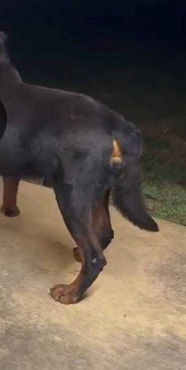 Rottweiler Tail