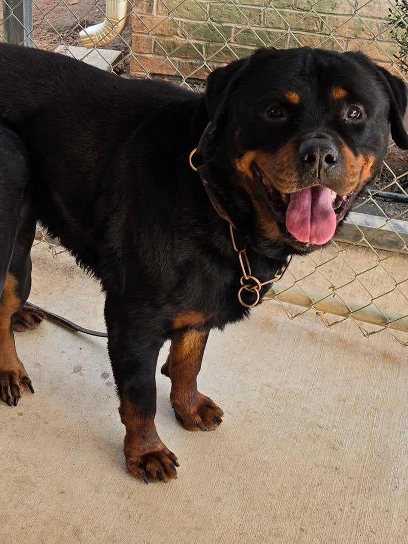 Bobby in Kennel Web