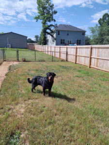 Bobby with Fence Web