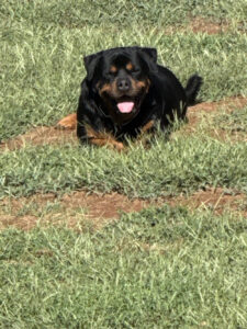 Aramis 9 Years Old