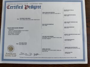 Hajdi Pedigree