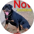 Scottline Kennelz ovom Avatar